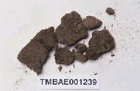 藏品(小曲尾苔屬)的圖片